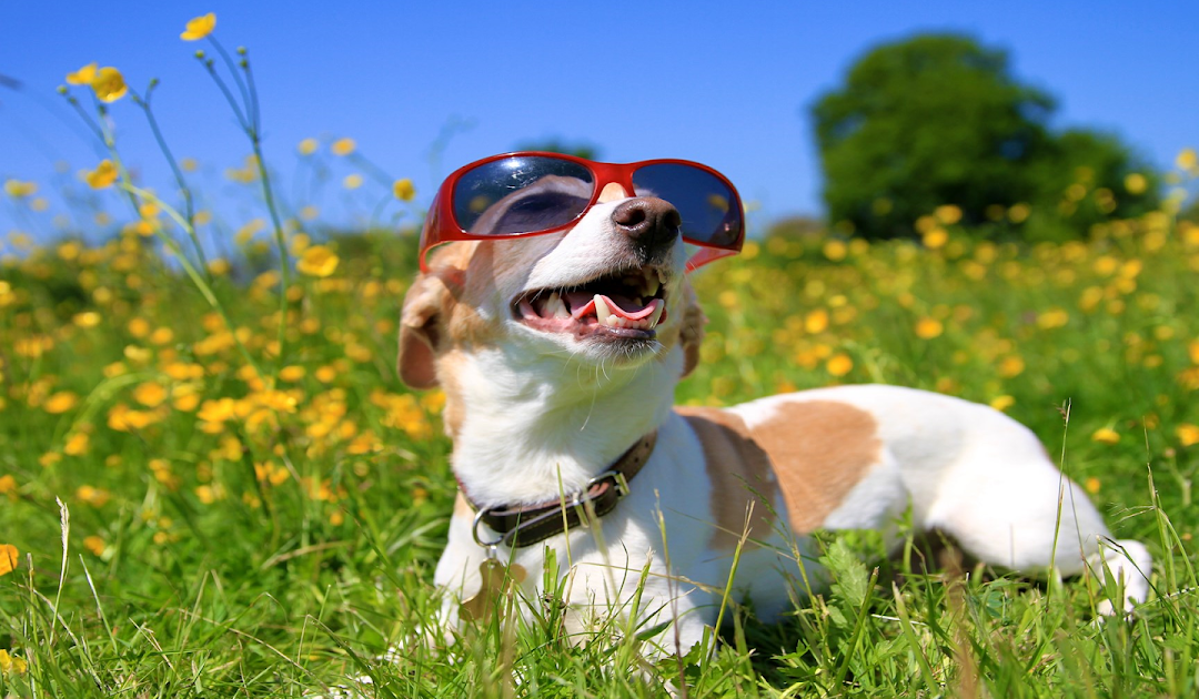 Unleash the Fun: Top Dog-Friendly Activities in Northville, Michigan!