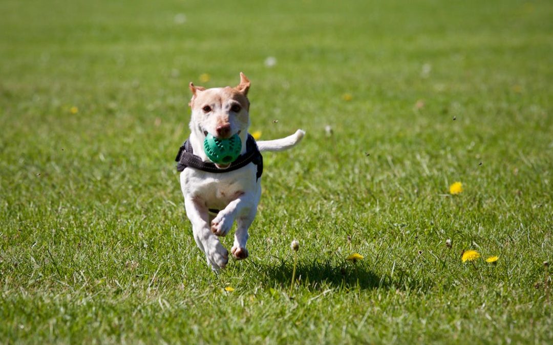 Northville Unleashed: A Guide to Local Dog Parks