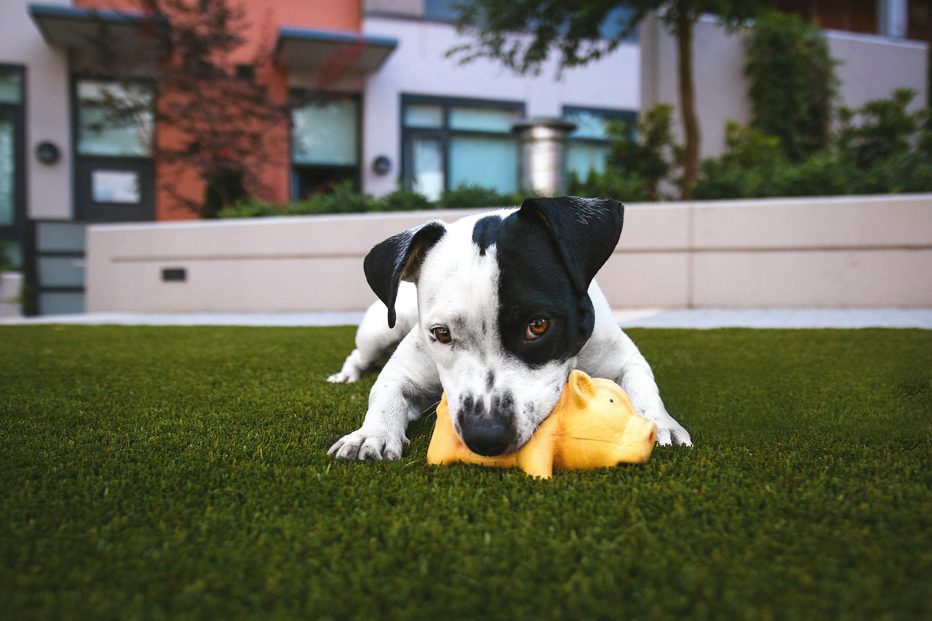 Shop at the pet store in the heart of downtown Northville, MI, Celebrity Pets Co.